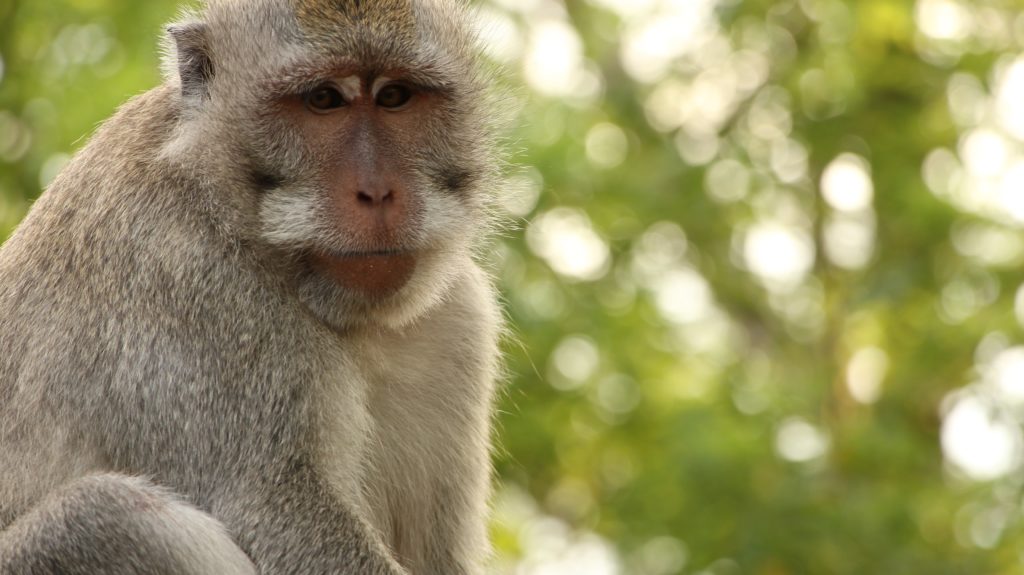 Monkey in Uluwatu Temple (Indonesia)